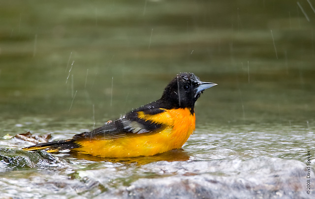 Baltimore Oriole bathing