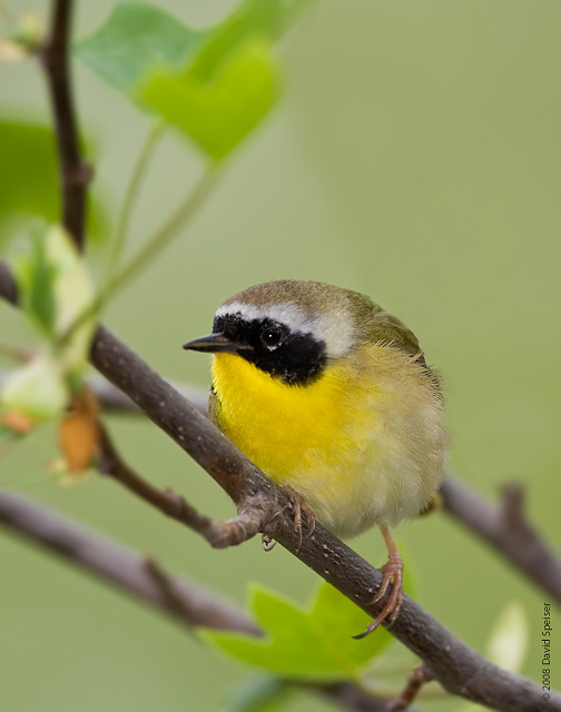 Common Yellowthroat