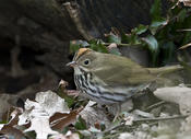 Ovenbird