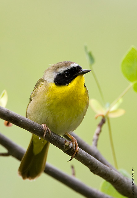 Common Yellowthroat